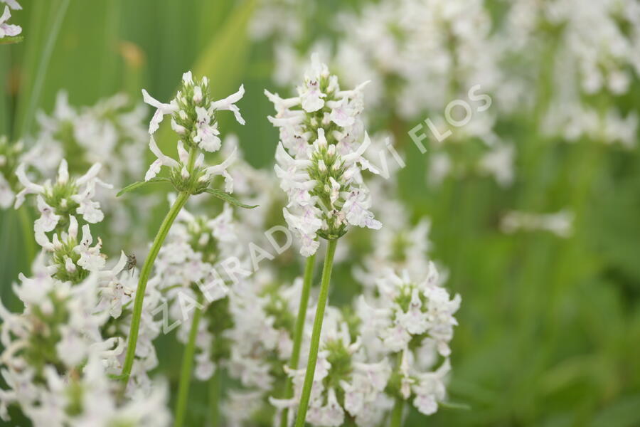 Čistec (discolor) - Stachys nivea (discolor)