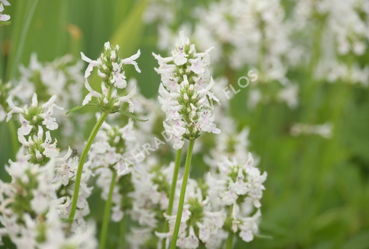 Čistec (discolor) - Stachys nivea (discolor)