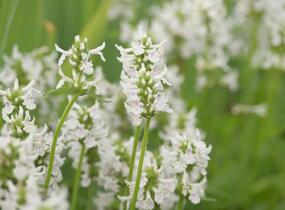 Čistec (discolor) - Stachys nivea (discolor)