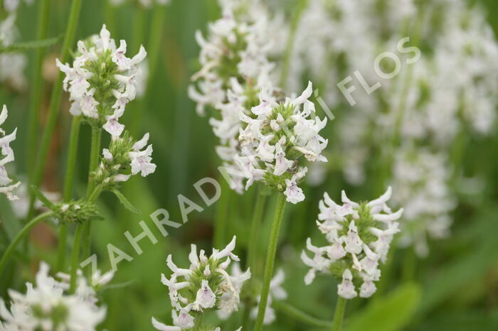 Čistec (discolor) - Stachys nivea (discolor)