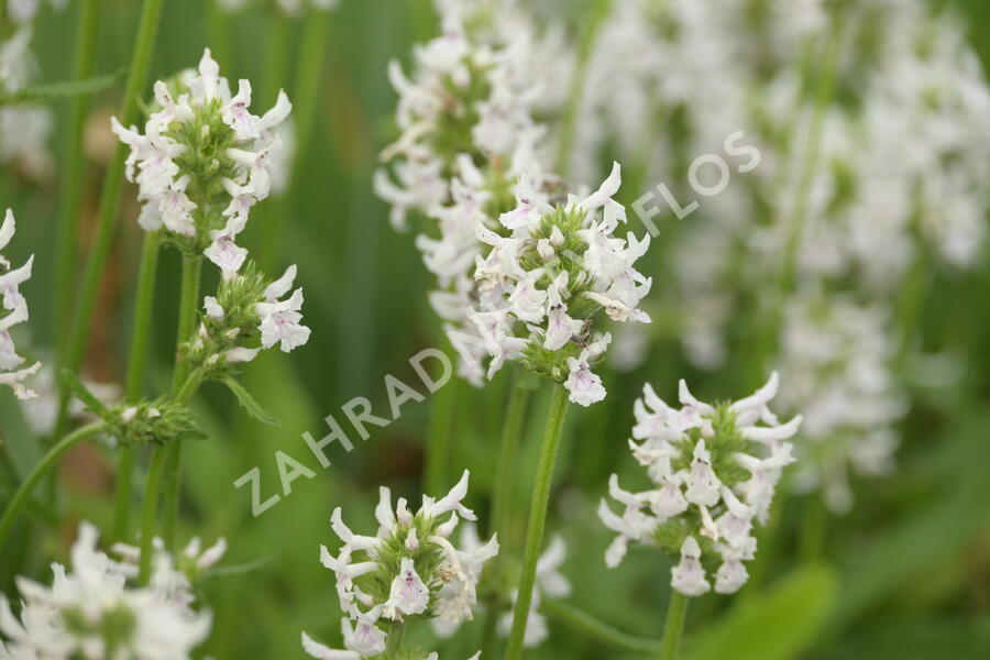 Čistec (discolor) - Stachys nivea (discolor)