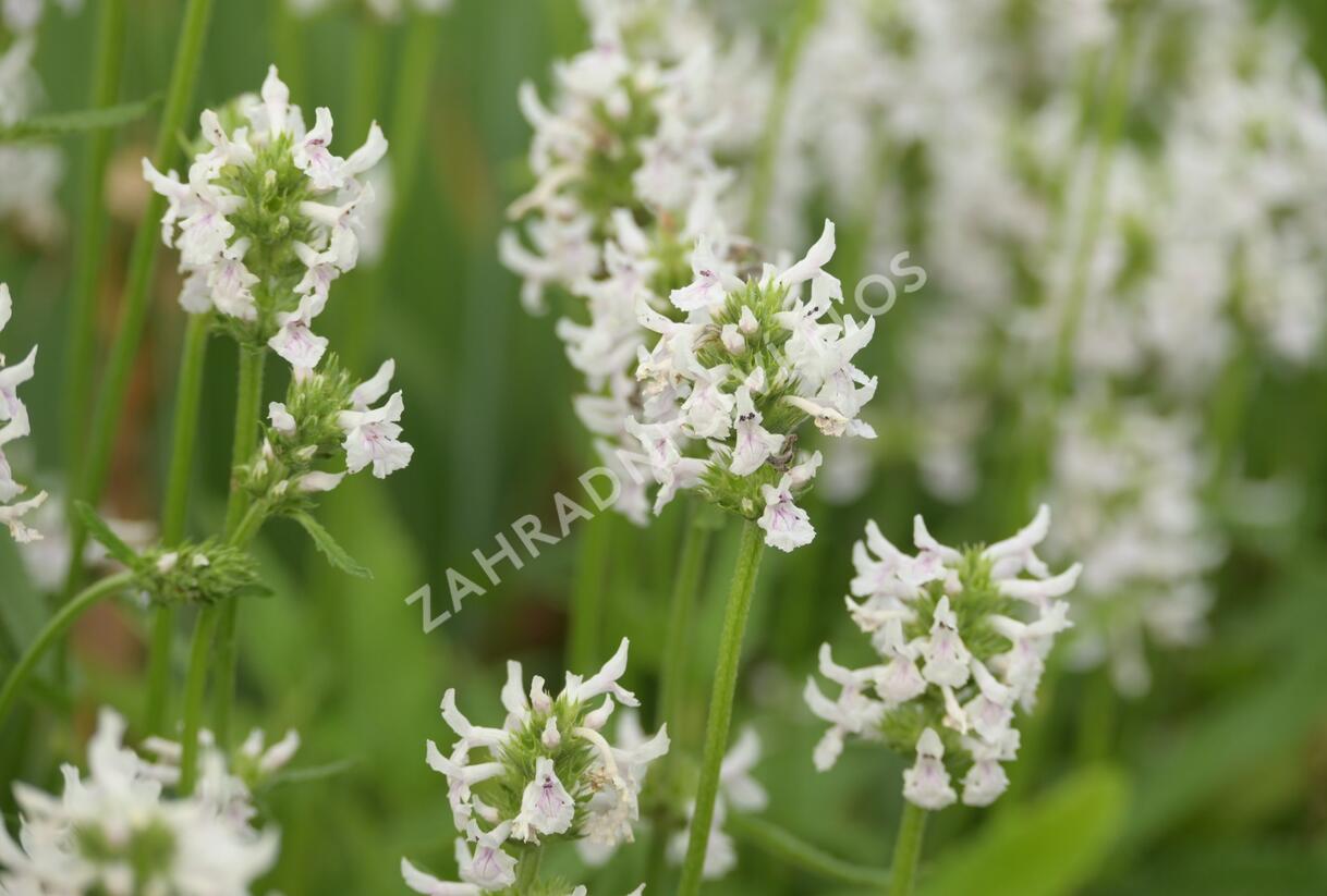 Čistec (discolor) - Stachys nivea (discolor)