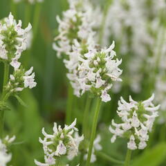 Čistec (discolor) - Stachys nivea (discolor)
