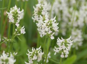 Čistec (discolor) - Stachys nivea (discolor)