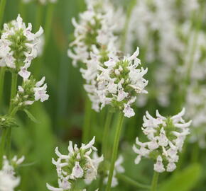 Čistec (discolor) - Stachys nivea (discolor)