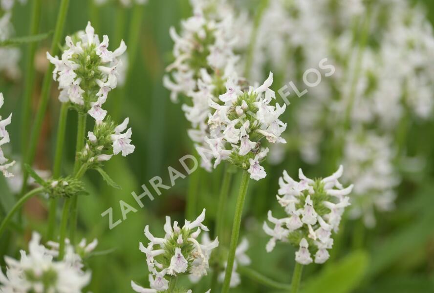 Čistec (discolor) - Stachys nivea (discolor)