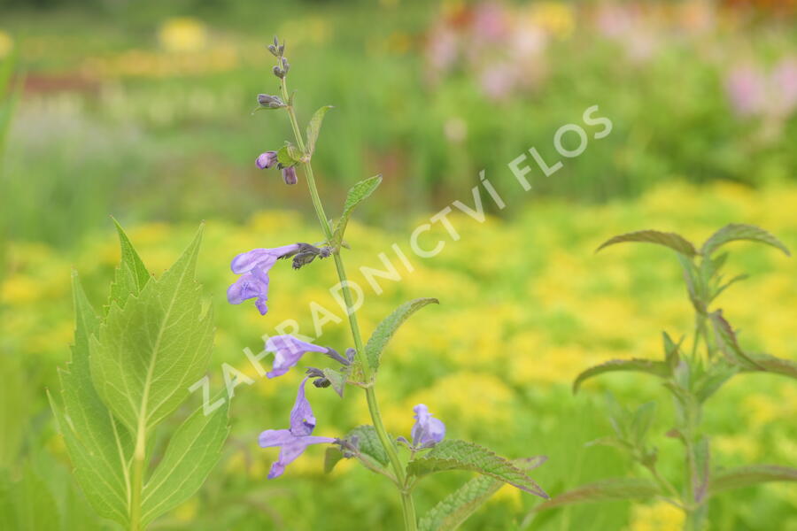 Šanta sibiřská 'Souvenir d'André Chaudron' - Nepeta sibirica 'Souvenir d'André Chaudron'