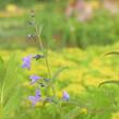 Šanta 'Souvenir d'André Chaudron' - Nepeta sibirica 'Souvenir d'André Chaudron'