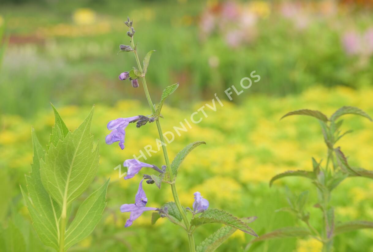 Šanta sibiřská 'Souvenir d'André Chaudron' - Nepeta sibirica 'Souvenir d'André Chaudron'