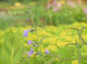 Šanta sibiřská 'Souvenir d'André Chaudron' - Nepeta sibirica 'Souvenir d'André Chaudron'