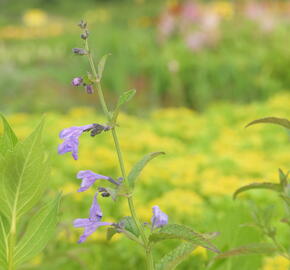 Šanta 'Souvenir d'André Chaudron' - Nepeta sibirica 'Souvenir d'André Chaudron'