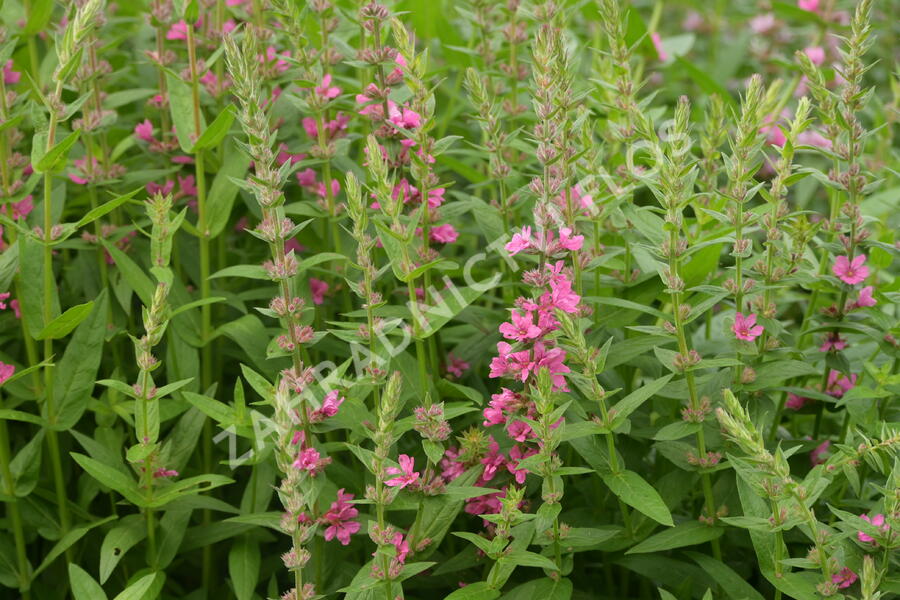 Kyprej vrbice 'Pink Blush' - Lythrum salicaria 'Pink Blush'