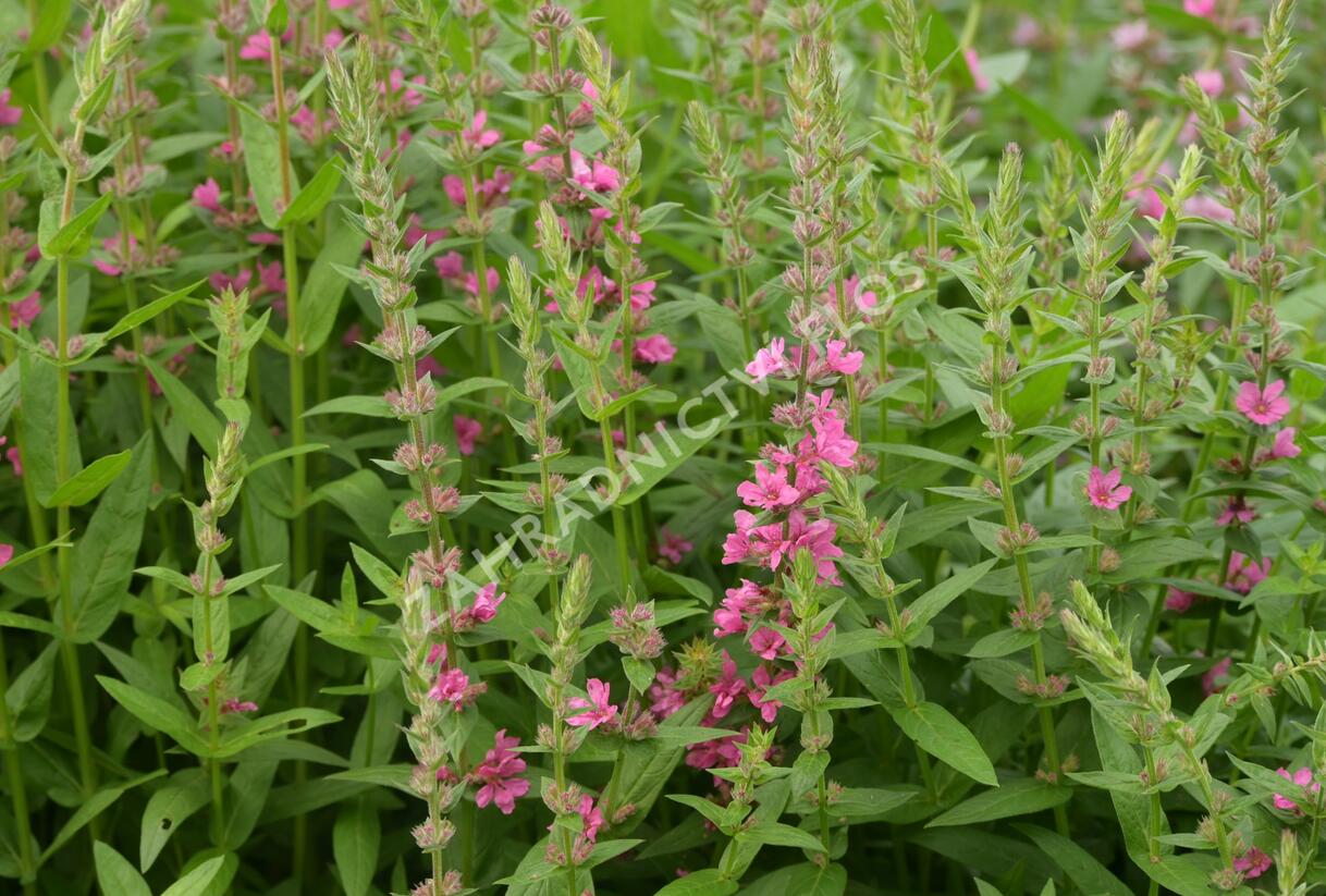Kyprej vrbice 'Pink Blush' - Lythrum salicaria 'Pink Blush'