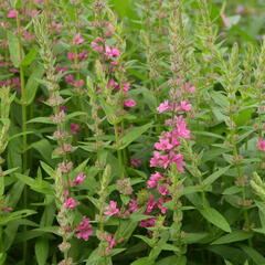 Kyprej vrbice 'Pink Blush' - Lythrum salicaria 'Pink Blush'