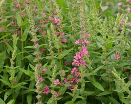 Kyprej vrbice 'Pink Blush'