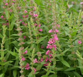 Kyprej vrbice 'Pink Blush' - Lythrum salicaria 'Pink Blush'