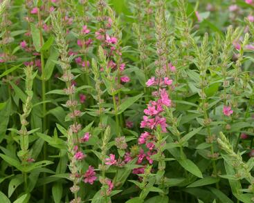 Kyprej vrbice 'Pink Blush'