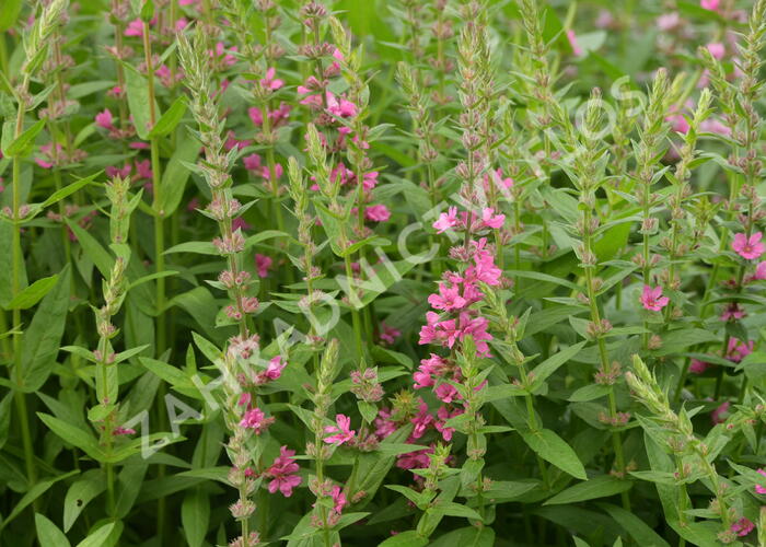Kyprej vrbice 'Pink Blush' - Lythrum salicaria 'Pink Blush'