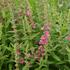 kyprej-vrbice-pink-blush.jpg