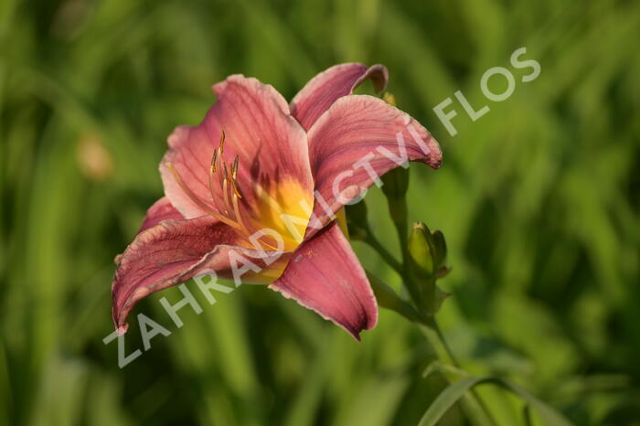 Denivka 'Little Missy' - Hemerocallis 'Little Missy'