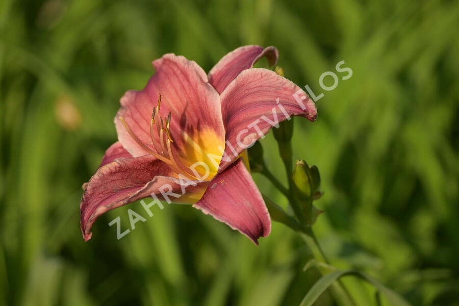 Denivka 'Little Missy' - Hemerocallis 'Little Missy'