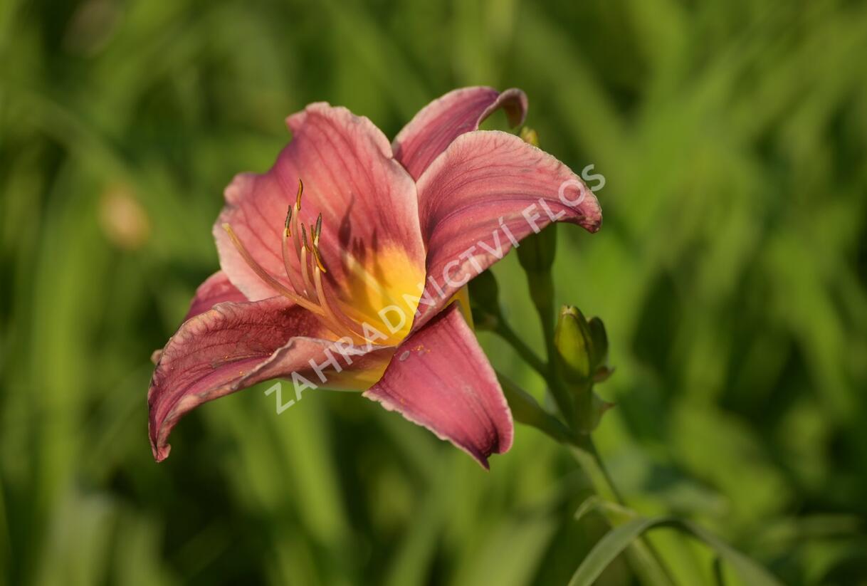 Denivka 'Little Missy' - Hemerocallis 'Little Missy'