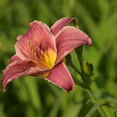 Denivka 'Little Missy' - Hemerocallis 'Little Missy'