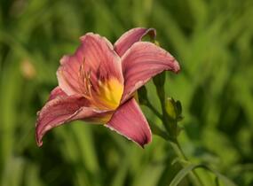 Denivka 'Little Missy' - Hemerocallis 'Little Missy'