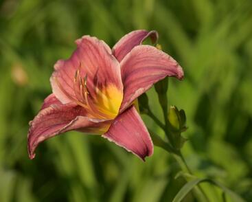 Denivka 'Little Missy'