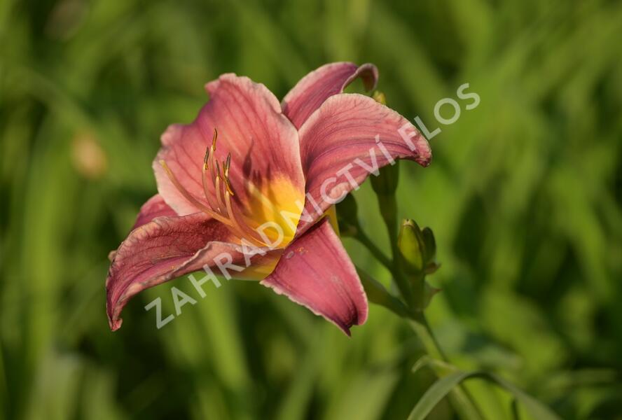 Denivka 'Little Missy' - Hemerocallis 'Little Missy'