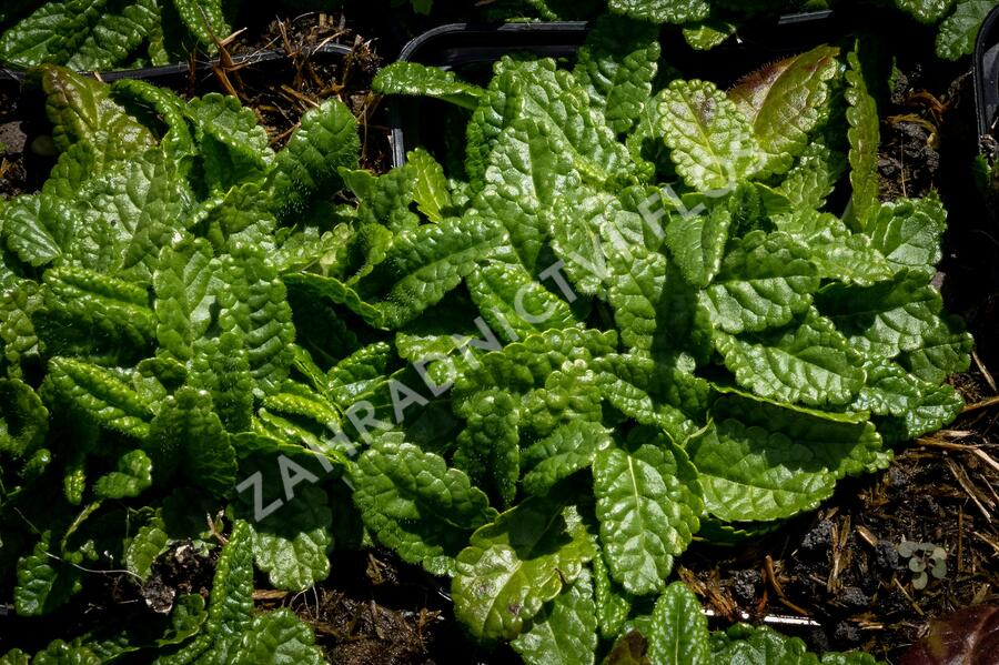 Čistec, bukvice lékařská 'Ukkie' - Stachys (Betonica) officinalis 'Ukkie'