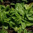 Čistec (bukvice) lékařská 'Ukkie' - Stachys officinalis 'Ukkie'