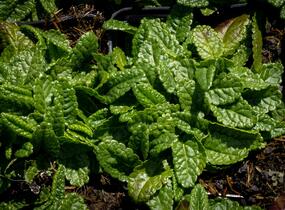 Čistec, bukvice lékařská 'Ukkie' - Stachys (Betonica) officinalis 'Ukkie'