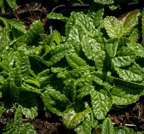 Bukvice lékařská 'Ukkie' - Stachys officinalis 'Ukkie'