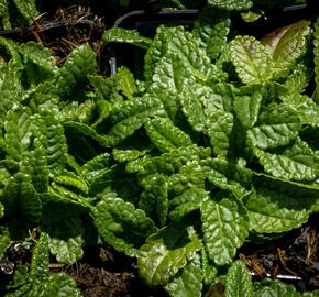 Čistec (bukvice) lékařská 'Ukkie' - Stachys officinalis 'Ukkie'