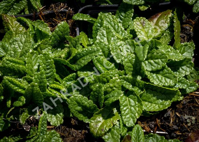 Bukvice lékařská 'Ukkie' - Stachys officinalis 'Ukkie'