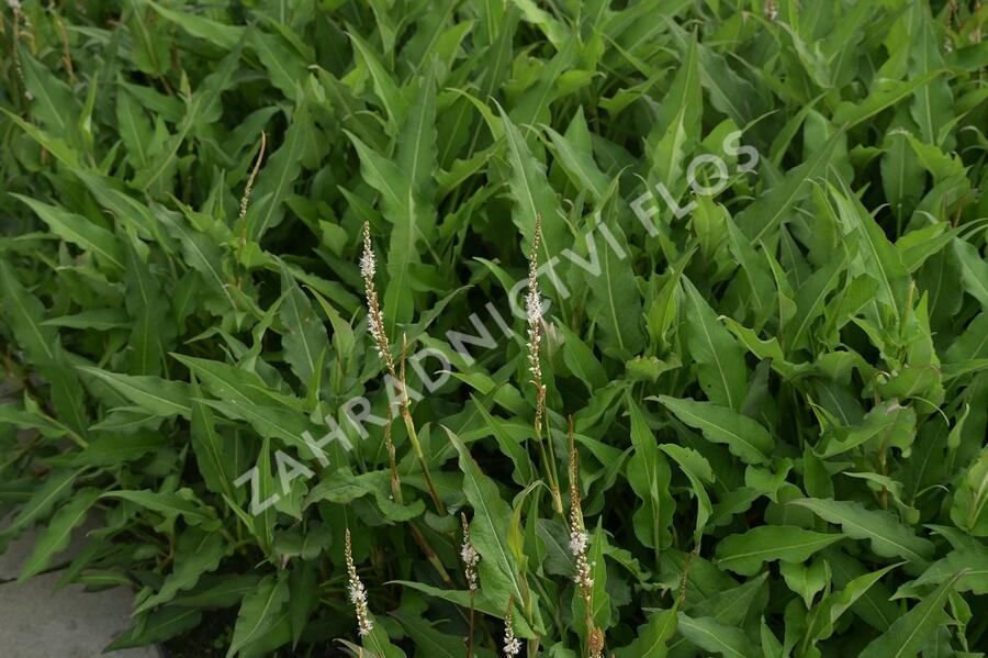 Rdesno objímavé 'Alba' - Bistorta amplexicaulis 'Alba'