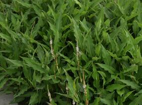Rdesno objímavé 'Alba' - Bistorta amplexicaulis 'Alba'