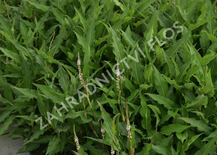 Rdesno 'Alba' - Bistorta amplexicaulis 'Alba'