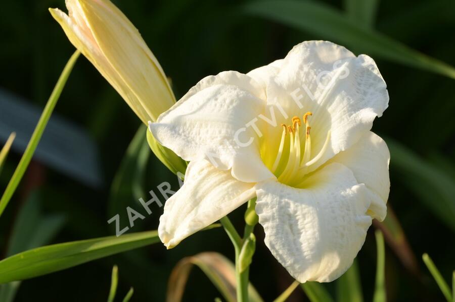 Denivka 'Gentle Shepherd' - Hemerocallis 'Gentle Shepherd'