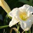 Denivka 'Gentle Shepherd' - Hemerocallis 'Gentle Shepherd'