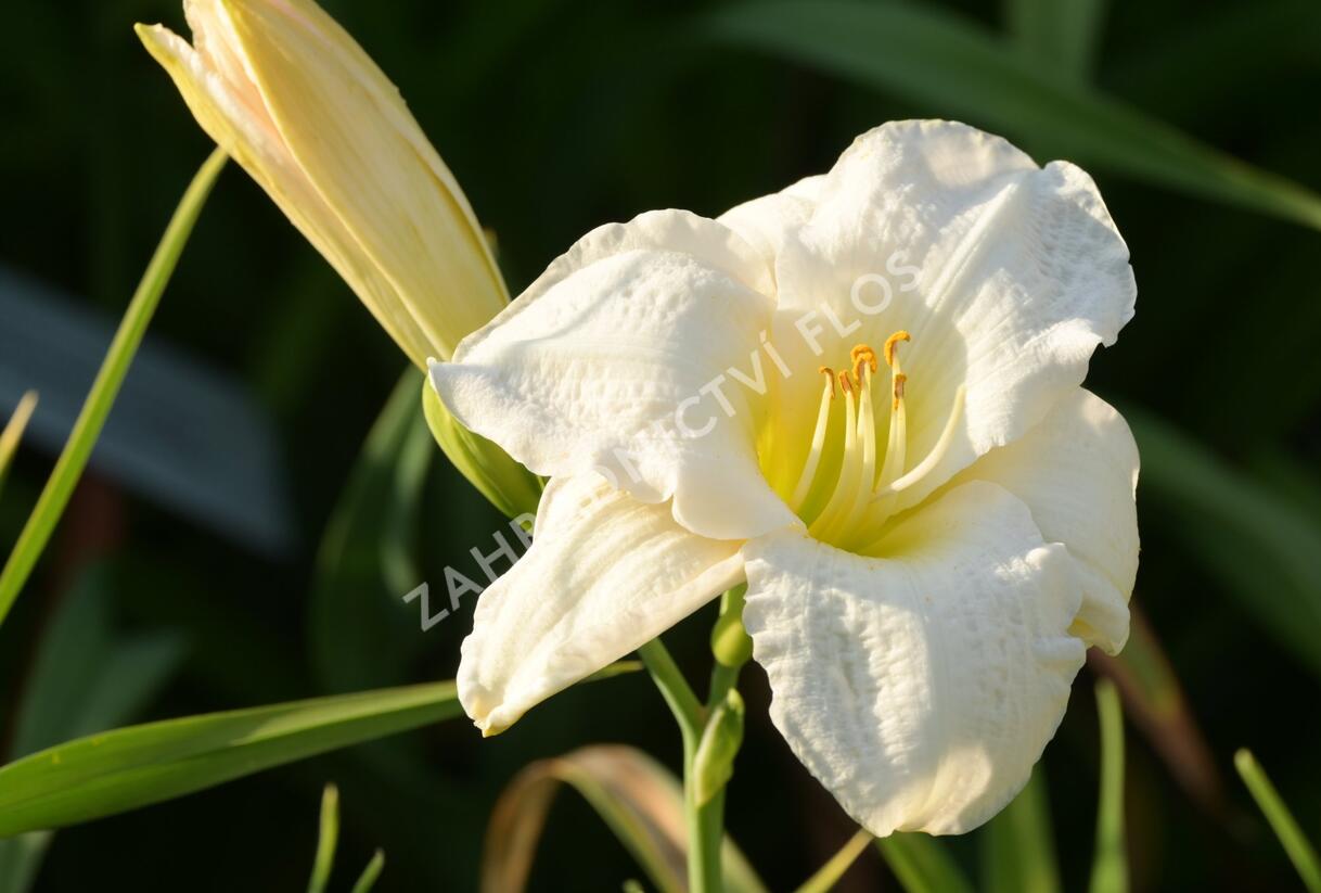 Denivka 'Gentle Shepherd' - Hemerocallis 'Gentle Shepherd'