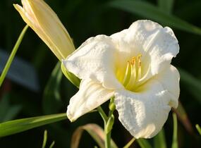 Denivka 'Gentle Shepherd' - Hemerocallis 'Gentle Shepherd'