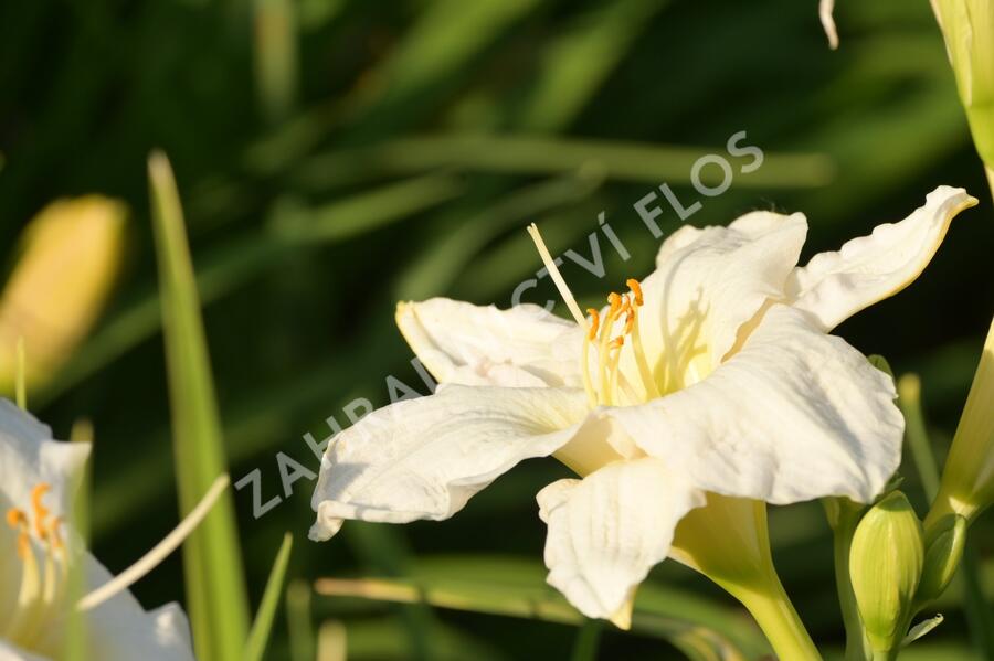 Denivka 'Gentle Shepherd' - Hemerocallis 'Gentle Shepherd'
