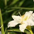 Denivka 'Gentle Shepherd' - Hemerocallis 'Gentle Shepherd'