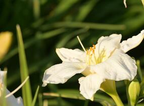 Denivka 'Gentle Shepherd' - Hemerocallis 'Gentle Shepherd'