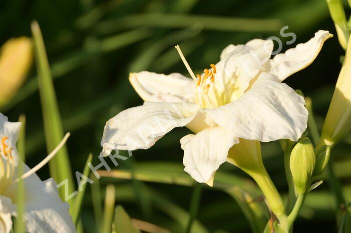 Denivka 'Gentle Shepherd' - Hemerocallis 'Gentle Shepherd'