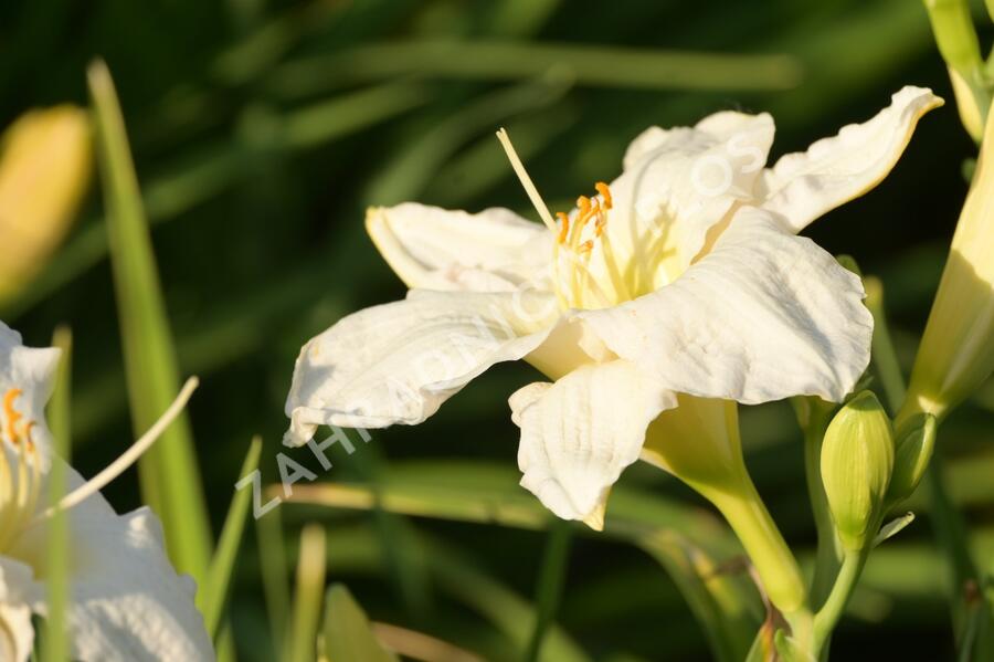 Denivka 'Gentle Shepherd' - Hemerocallis 'Gentle Shepherd'