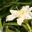 Denivka 'Gentle Shepherd' - Hemerocallis 'Gentle Shepherd'