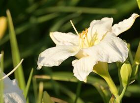 Denivka 'Gentle Shepherd' - Hemerocallis 'Gentle Shepherd'
